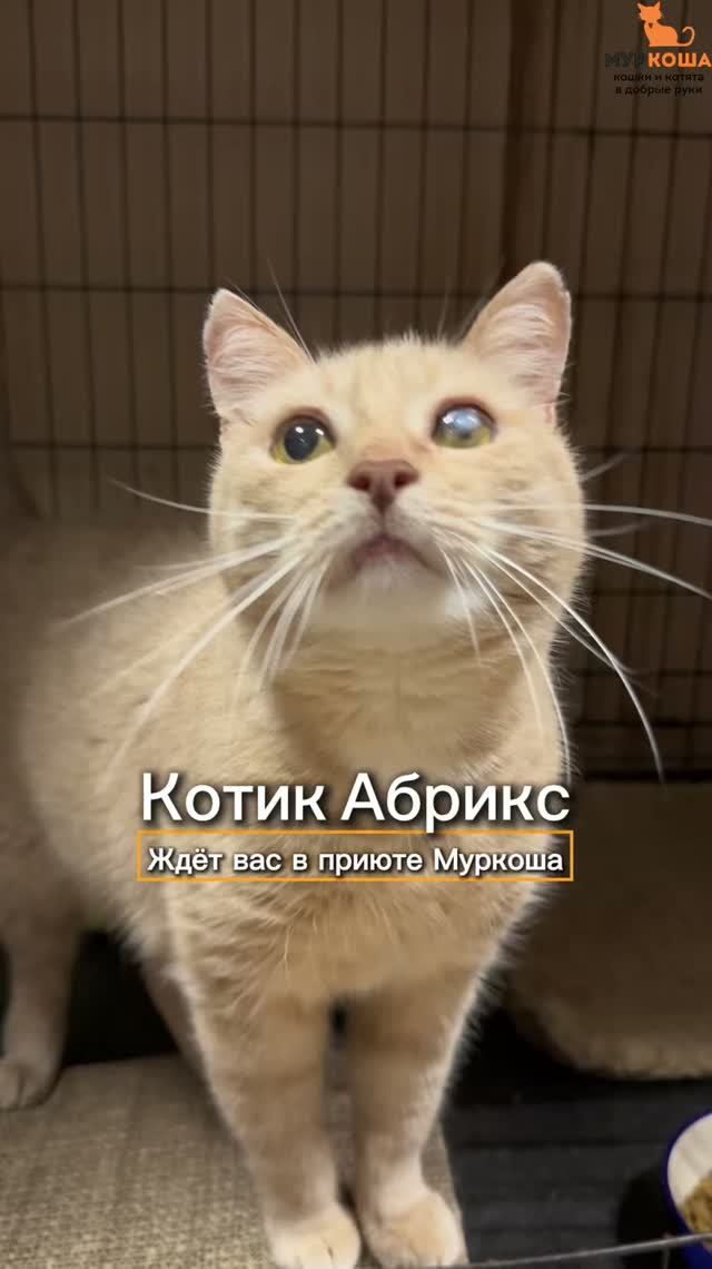 Кошки ищут дом (приют ″Муркоша″)