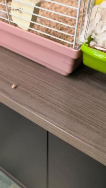 Мой хомяк Стёпа🐹🐹🐹🐹