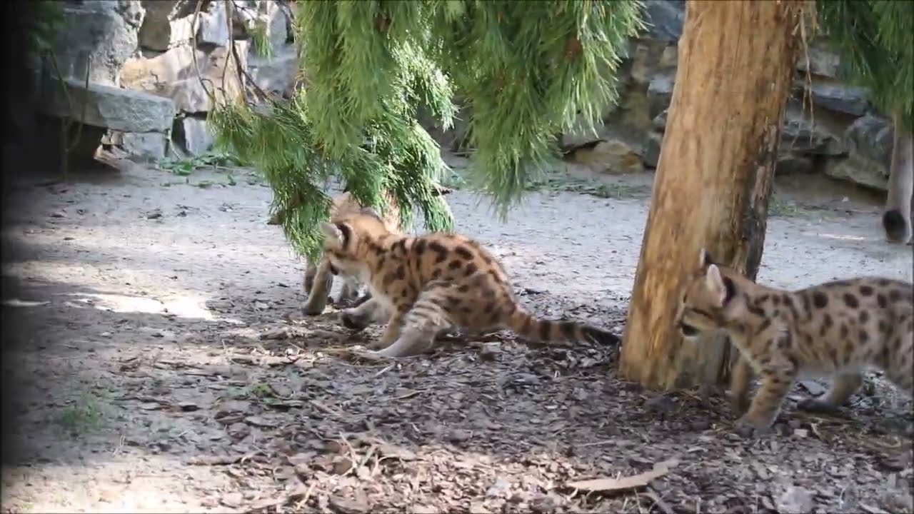Котята пум Эри и Мичигана вышли на прогулку 24.08.2026
