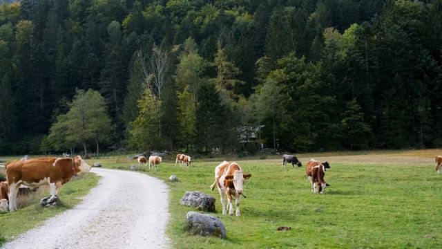 Коровы в поле, как мычит корова #корова #животные #cow
