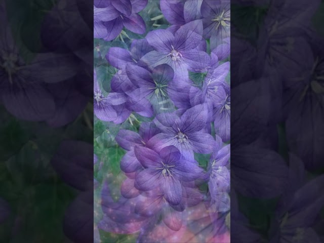 Футаж ( #footage ) Фиолетовые цветы.Purple Flowers. #Shorts /для телефонов/