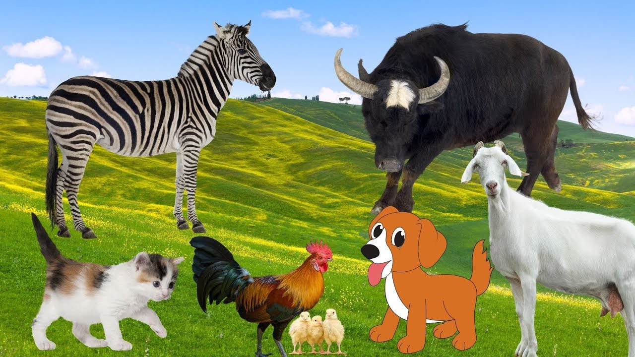 Interesting Animals Around Us - Cat, Red Panda, Ram, Zebra, Dog, Pig And Butterfly - Animal Sounds