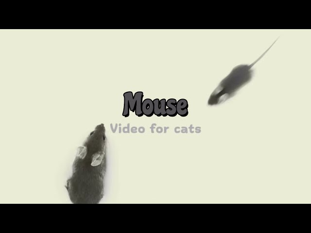 ИГРА для КОТА  Мышка бегает по экрану  CAT GAME  Mouse Runs Around the Screen!