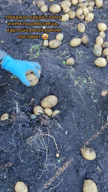 В деревне только так  
деревня огород картошка