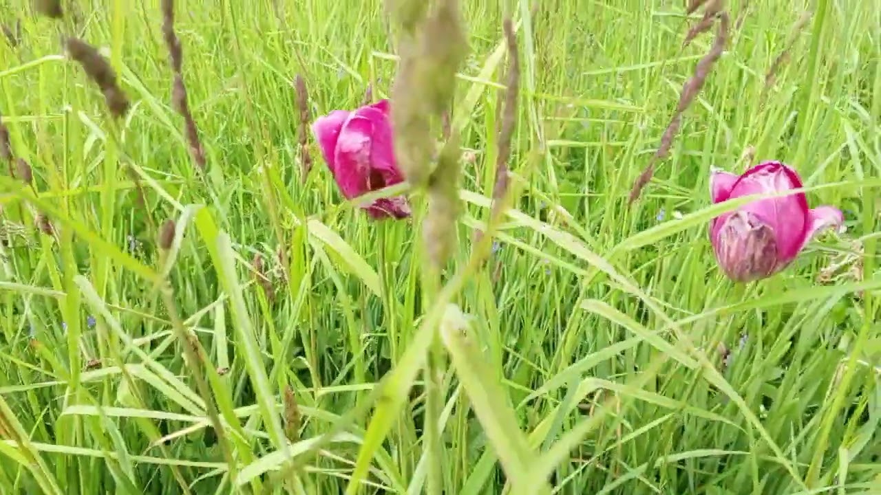 Цветы которые не встретишь в поле, растут только на клумбах и в частных садах