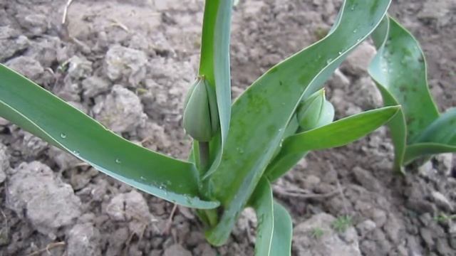 После Дождя. Молодые Тюльпаны. Апрель (Spring. Tulips)