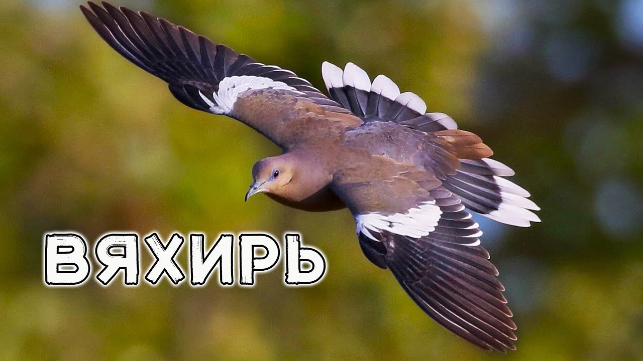 Вяхирь. Лесной голубь в естественной среде.