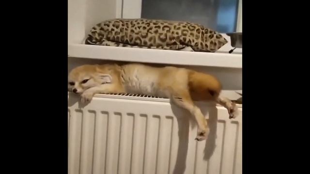 Милая лиса. Cute fox.