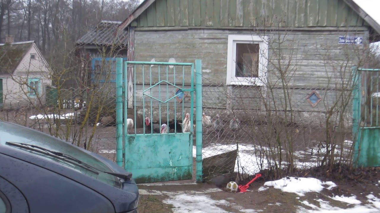 Проходя мимо индюков