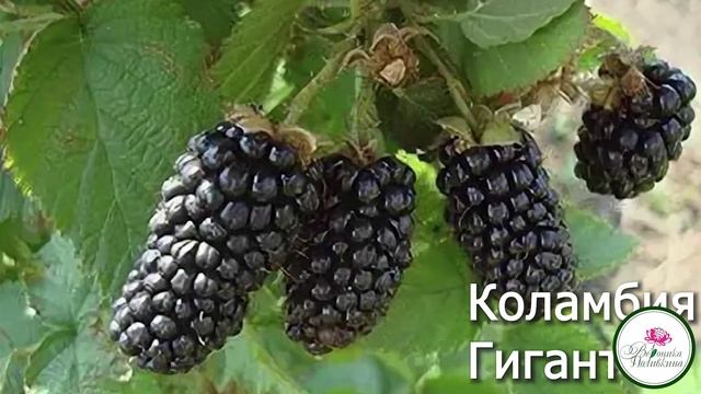 СОВРЕМЕННЫЕ СОРТА МАЛИНЫ И ЕЖЕВИКИ