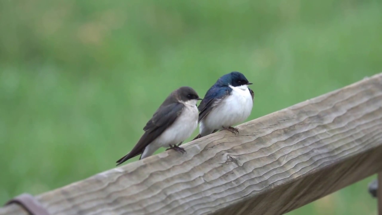 Tree Swallows: Male & Female. Древесные ласточки: самец и самка (2391sp)