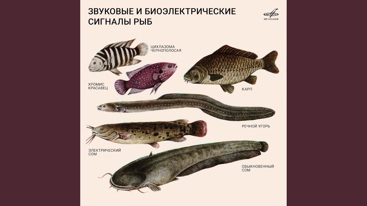 Обыкновенный сом. Электрические разряды