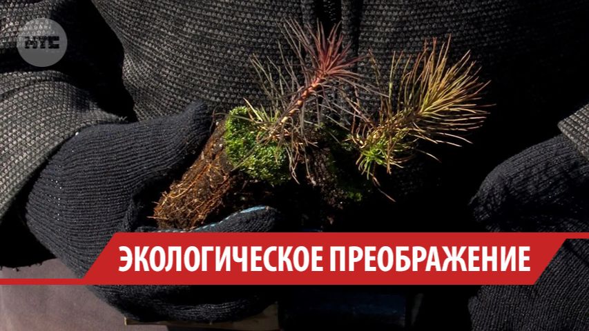 Делегаты из шести стран приехали на лесовосстановительный форум в Байкальске