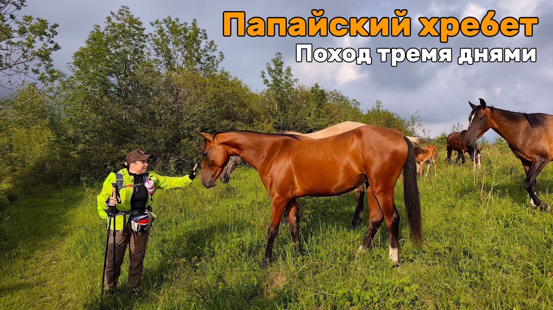 Утиные истории 2026