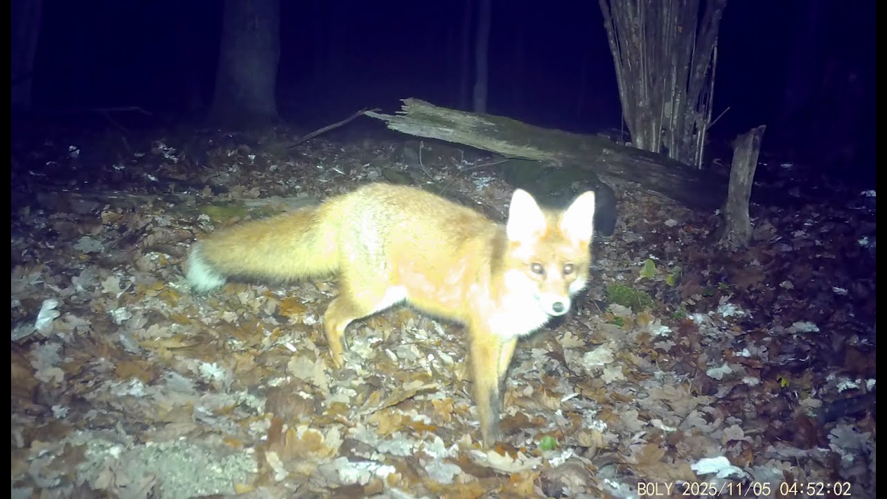 Лиса снята двумя фотоловушками || The Fox Was Captured By Two Camera Traps