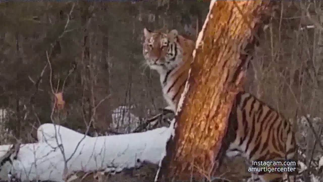 Очевидцы сняли на видео тигра с очень близкого расстояния