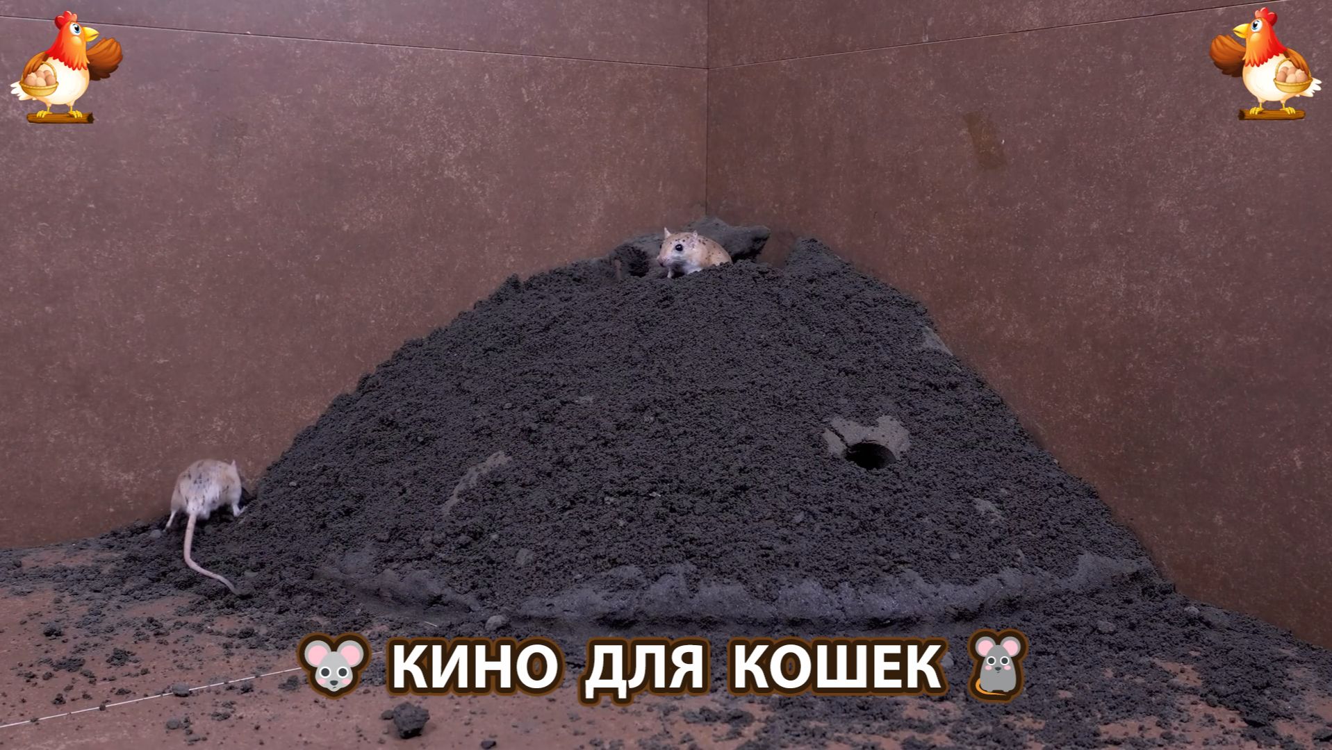 Видео для кошек про крысок развлекать питомцев 🐭🐀😂 (642)