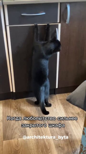 Когда любопытство не порок😂🐈⬛