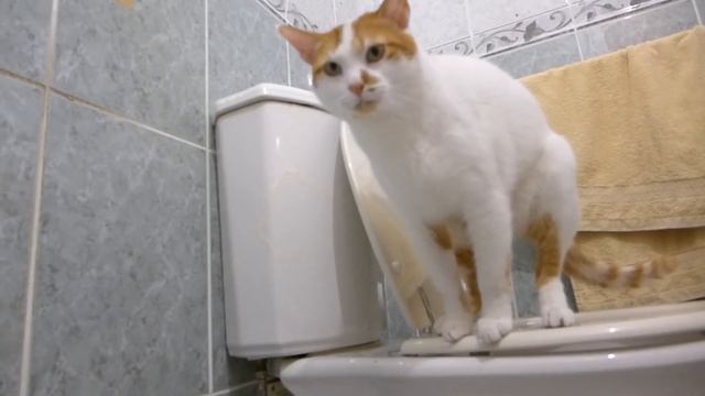 Как какают культурные и воспитанные коты