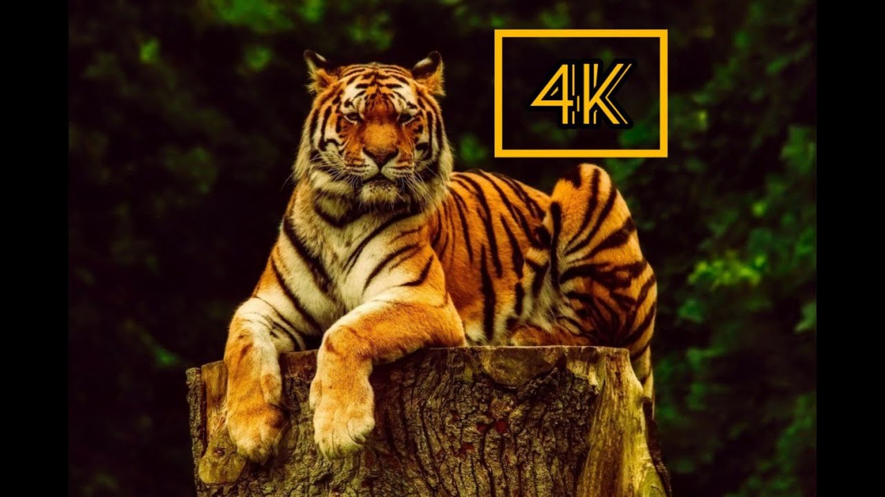 TIGERS GROWL ТИГРЫ РЫЧАТ