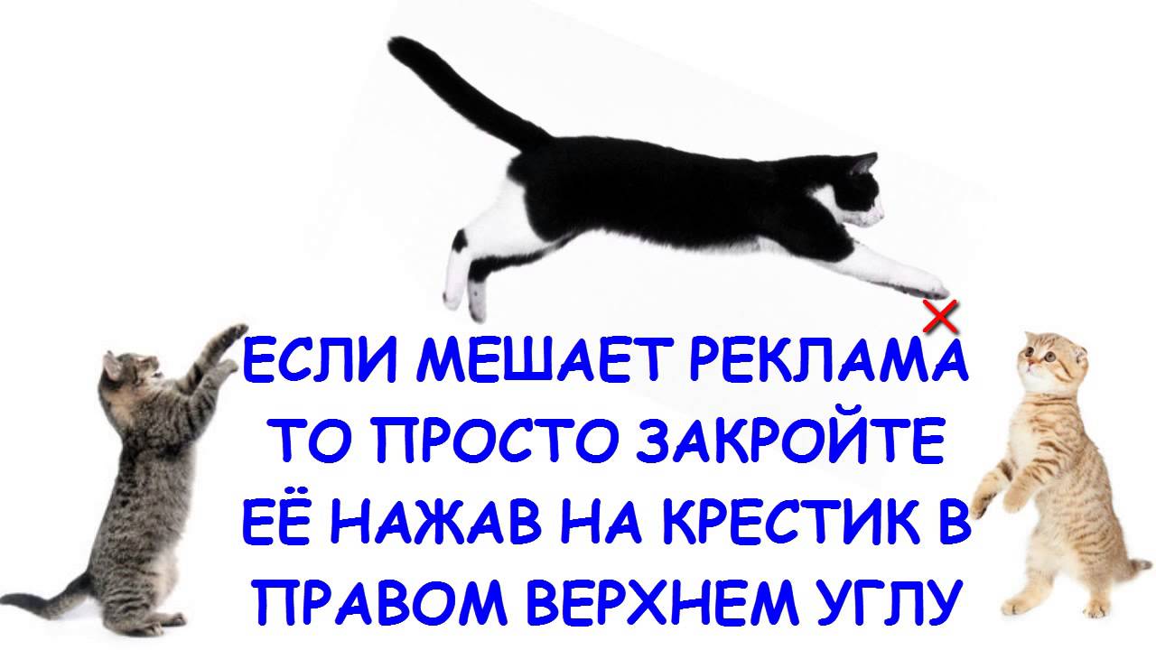 Заставка в начале видео