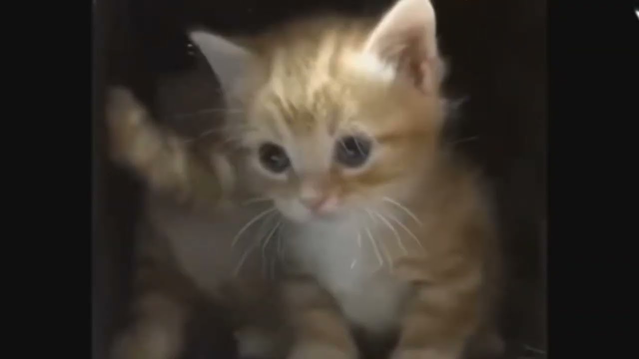 Котики милые.