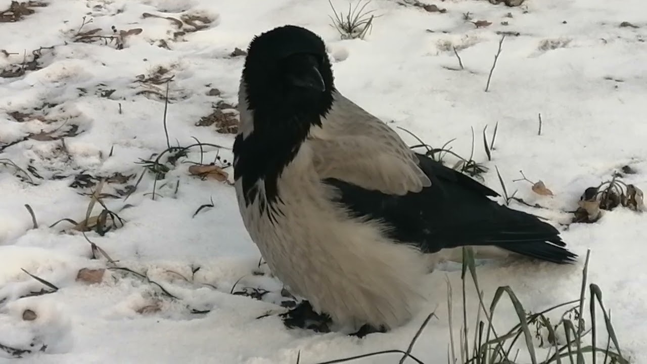 Снежная королева Брутта. Звуки вороны / Snow Queen Brutta. Crow Sounds