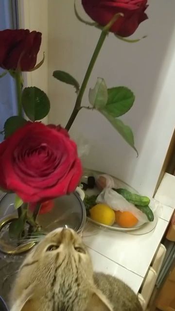 Голодный кот