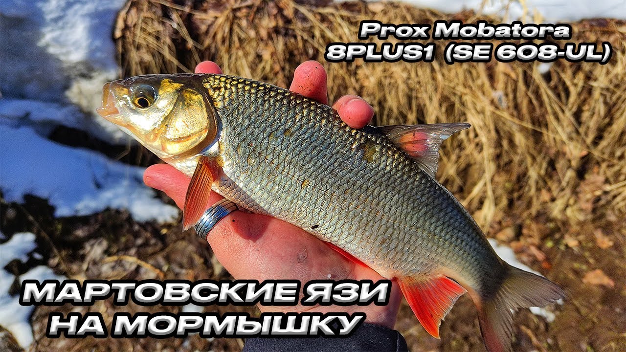 #3 | Мартовские язи на мормышку / Prox Mobatora 8PLUS1 SE 608-UL