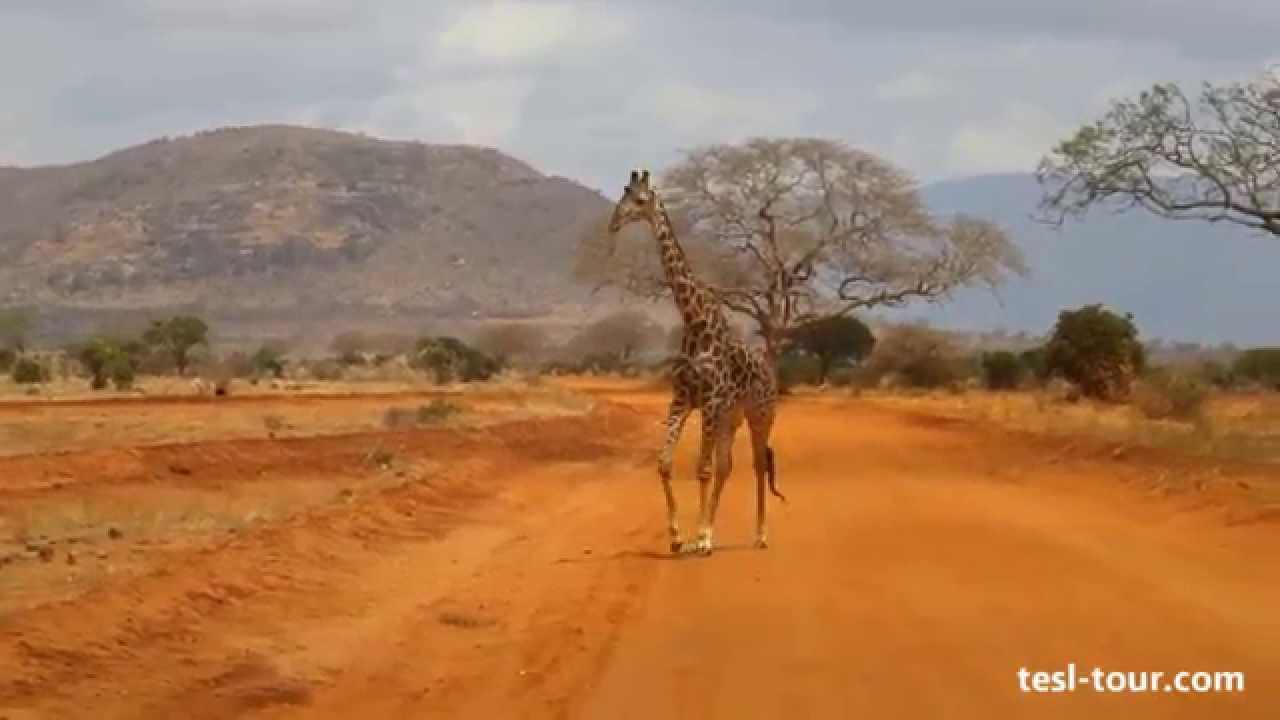 Жираф гордо идёт по саванне (Giraffe Proudly Goes On Savanna)