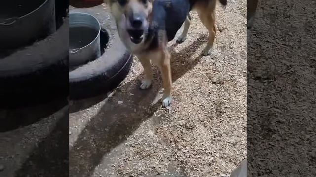 Уфа, Башкирия
Попали в отлов вот  такие собаки!😰Добрые и ласковые 
Пожалуйста, сделайте репост🙏