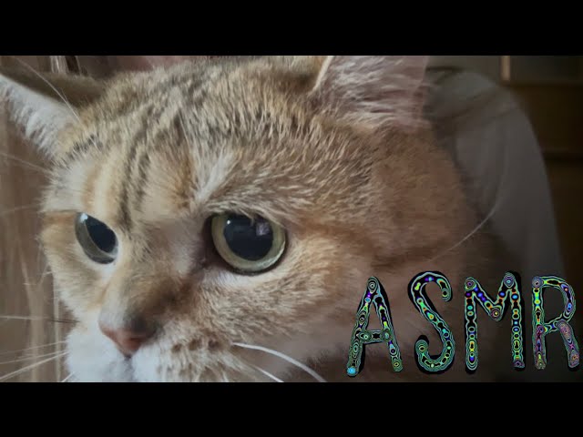 🦊АСМР/ лисьи триггеры🦊 Asmr/ Triggers Tapping Scratching Hand Sounds