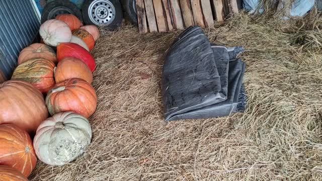 ОН СДЕЛАЛ ВСЕ КАК НАДО, КАК ДОЛЖНО БЫТЬ