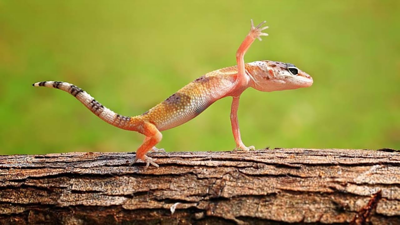 #10 Ящерицы / Lizard