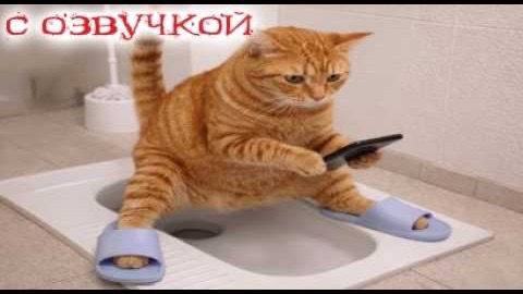 Приколы с котами! С ОЗВУЧКОЙ!  Самые Смешные Животные!