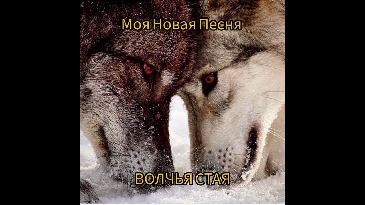 Зырянова Галина - Волчья Стая
