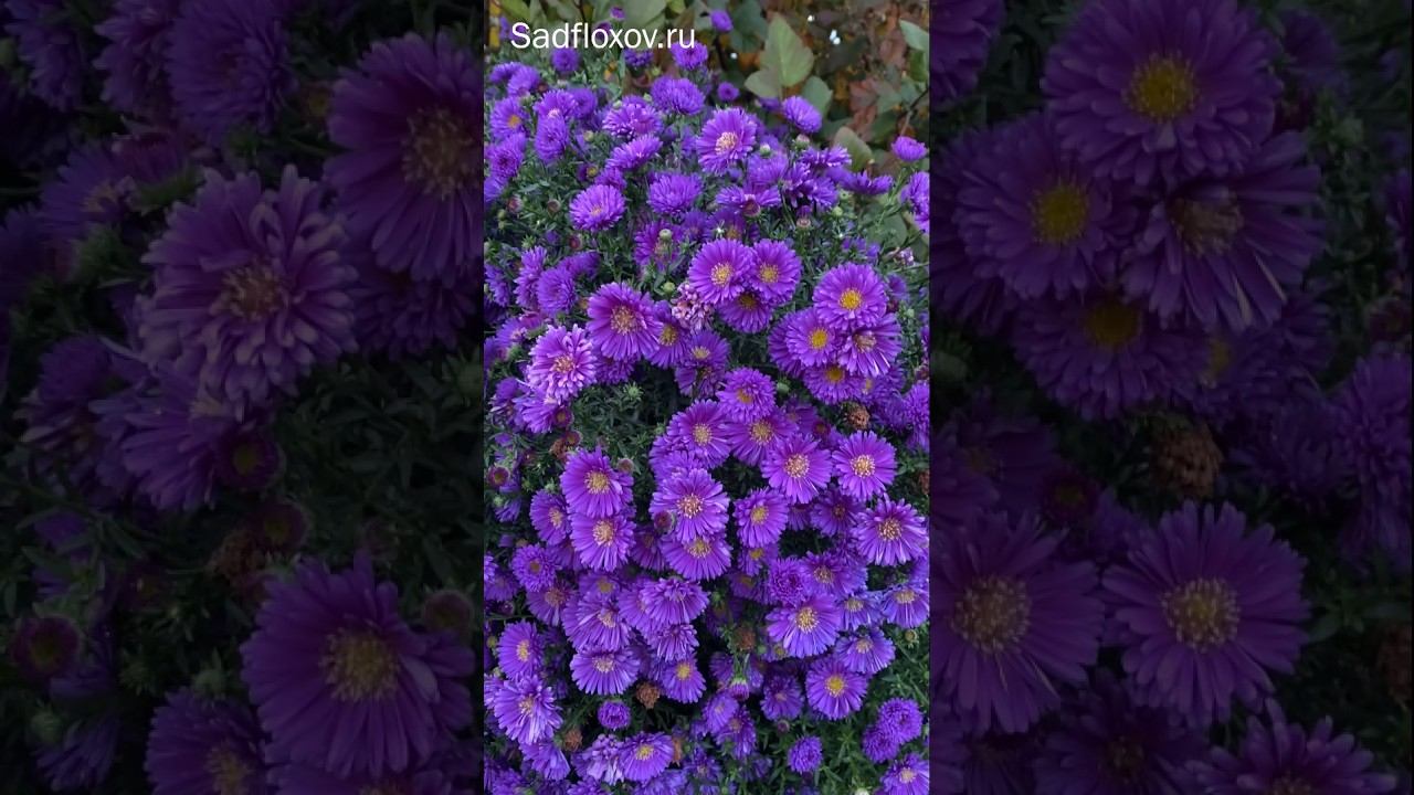 Великолепная астра Magical Purple
