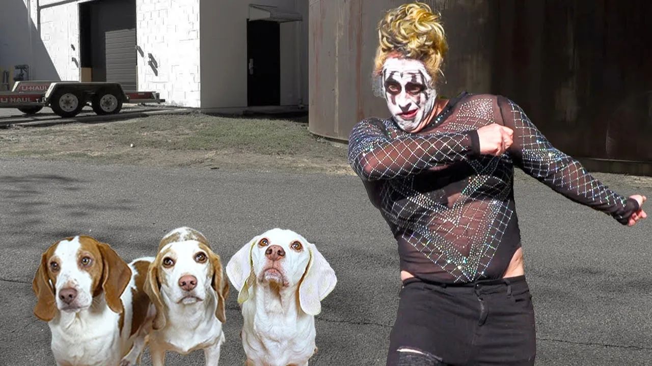 Собаки в ужасе от ДжоДжо Сива: мемы против псов 🐶