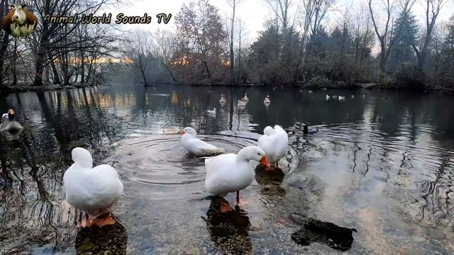 ANIMAL SOUNDS - Learn Animals - Penguins, Dolphins, Сhickens, Wolves, Dogs, Pigs And Zebras