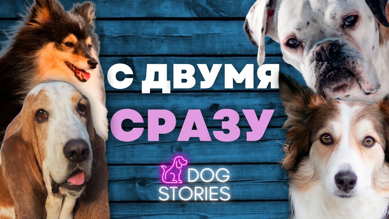 Две собаки в доме, как дрессировать сразу нескольких: команда «Место», клички и выдержка