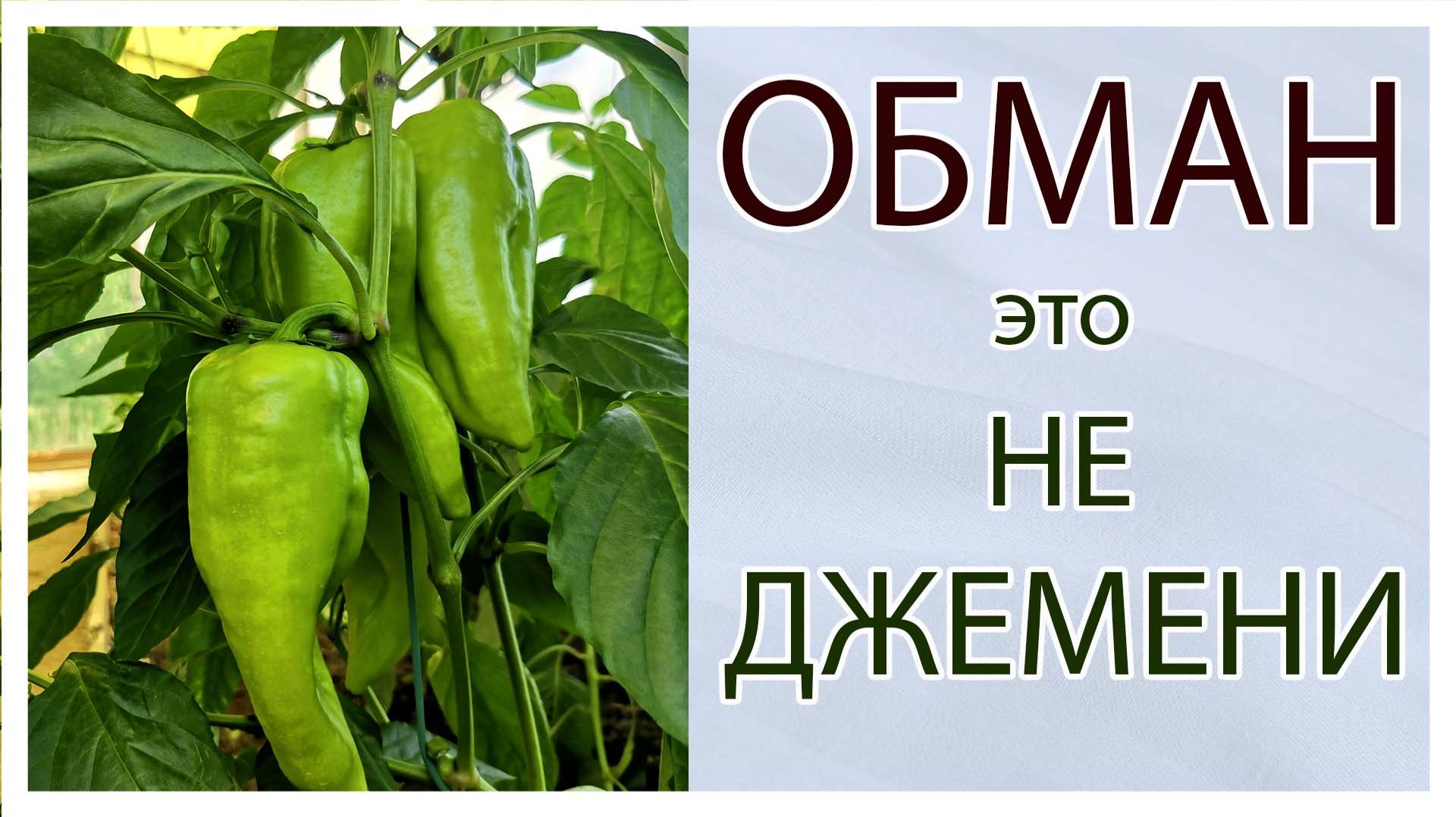 Обзоры - Отзывы.