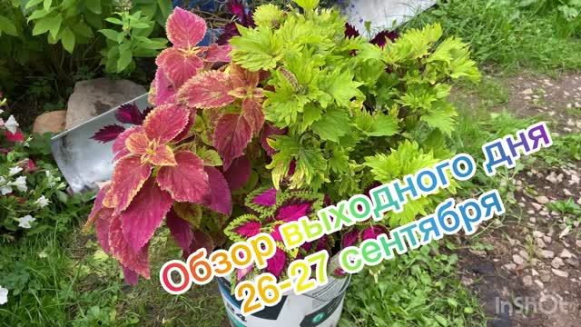 Огород