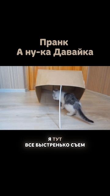 Кот закрыл КОШКУ "ПРАНК А НУ-КА ДАВАЙ-КА"