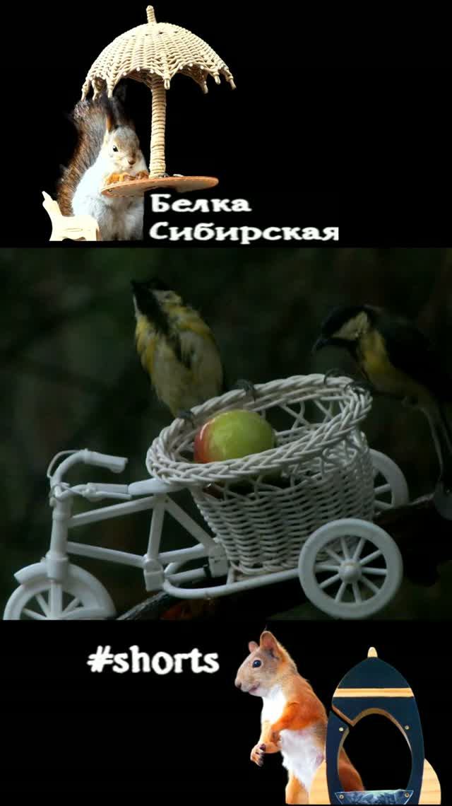 Кормушка-велосипед