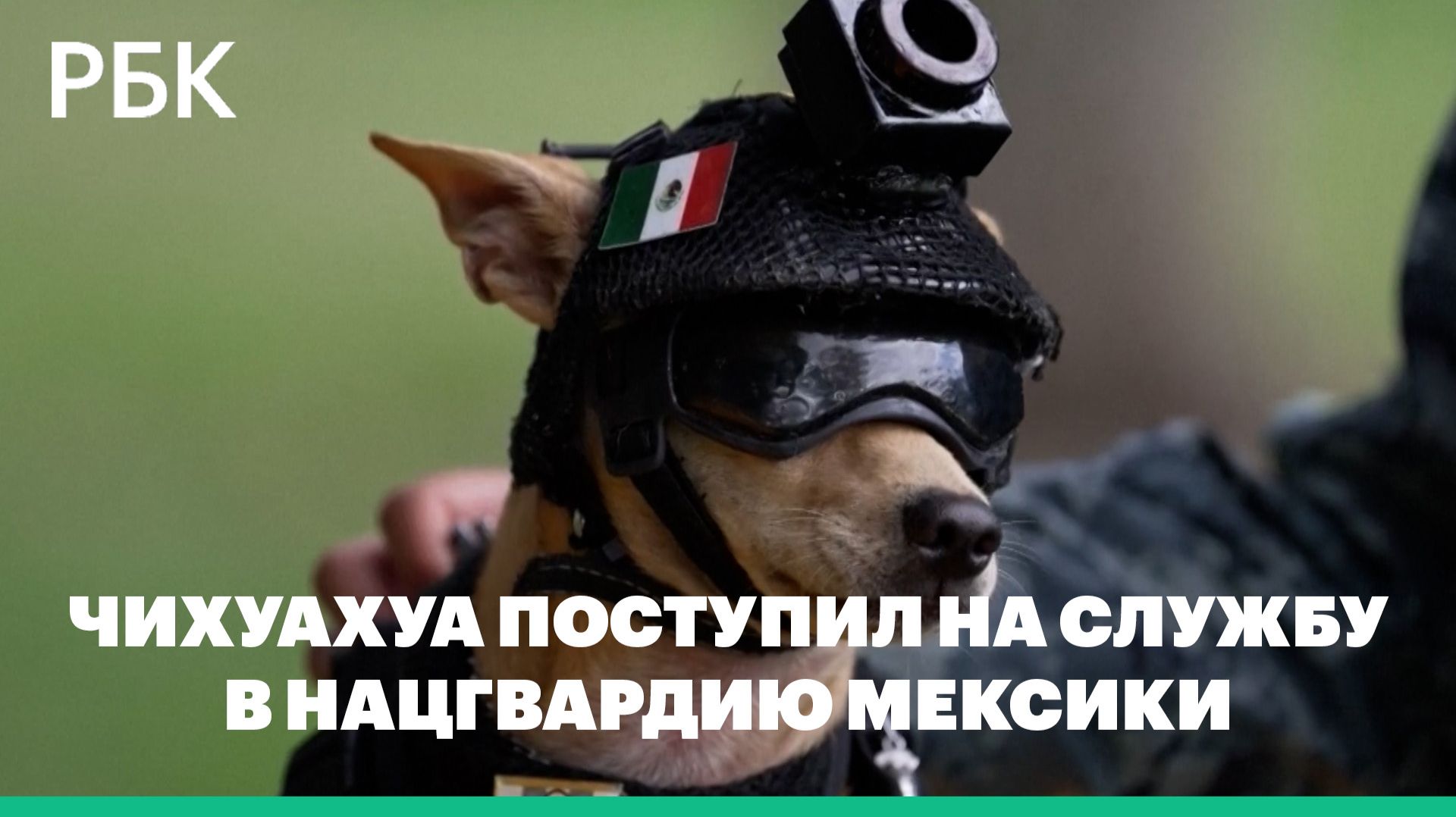 Нацгвардия Мексики взяла на службу чихуахуа