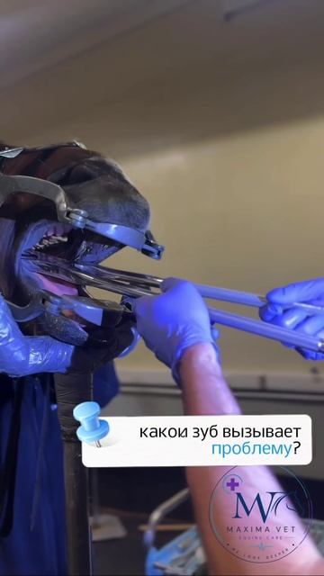Из практики MAXIMA VET: Клинические случаи, операции и т.д.