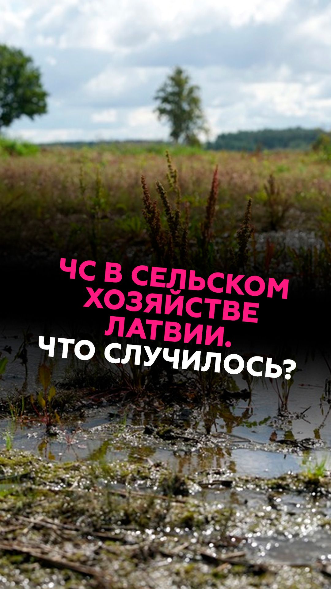 ЧС в сельском хозяйстве Латвии. Что случилось? #латвия #чс #ливни #бедствие