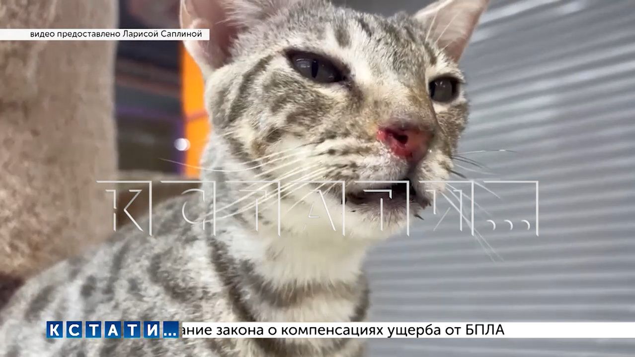 Зоозащитники выявили больных животных на бродячей выставке и устроили скандал с организаторами