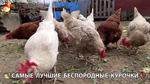 Цыплята и Курочки селяночки лучшие беспородные несушки 🥚 (523)