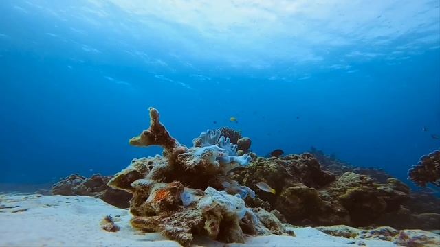 Морские обитатели   Красное море   Подводный мир   Жители моря   Успокаивающая музыка